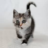 Photo of Fleur