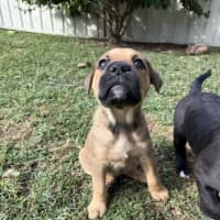 Photo of Maggie