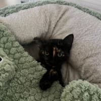 Photo of Diet Dr Pepper