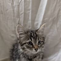Photo of Cookie