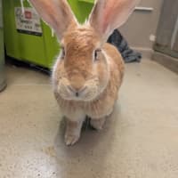 Photo of Caramel