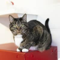 Photo of Tiger  Lily