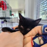 Photo of Luna