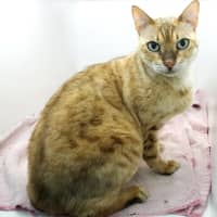 Photo of Flame