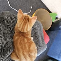 Photo of Splat