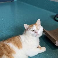Photo of Samson