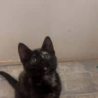 Photo of Chilli Bean