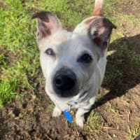 Photo of Pixie