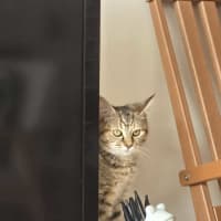 Photo of Cinnamon 