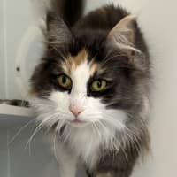 Photo of Artemis