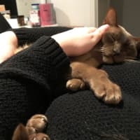 Photo of 🐾 Bonded Burmese Brothers Seeking A Forever Home 