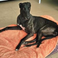 Photo of Freda, The Greyhound