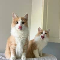 Photo of Tommy & Jerry