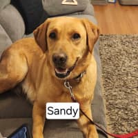 Photo of Sandy