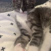 Photo of Misty