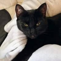 Photo of Raven