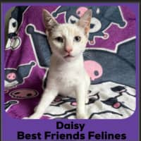 Photo of Daisy 