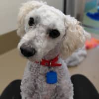 Photo of April (In Foster Care) (In Hold)