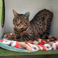 Photo of Asiago