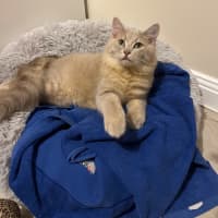 Photo of Benny & Goldie