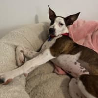 Photo of Missy   8 Month Old Bull Arab X