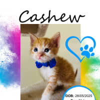 Photo of Cashew