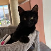 Photo of Salem