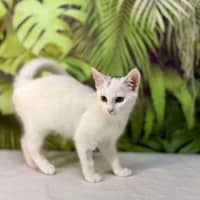 Photo of Yuki   Located In Coburg