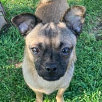 Photo of Minnie 🐭