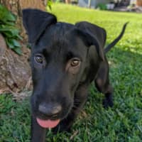 Photo of Billy   3 Month Old Kelpie X Wolfhound