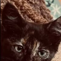 Photo of Treacle