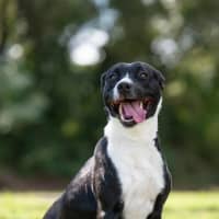 Photo of Lucky