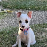 Photo of Pixie