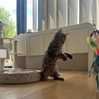 Photo of Lemon Balm *Adoption Pending*