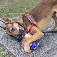 Photo of Ripley