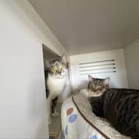 Photo of Milo & Momo