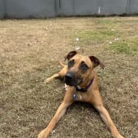 Photo of Scooby