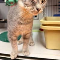 Photo of Goose