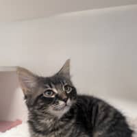 Photo of Chance