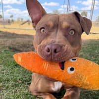 Photo of Cookie