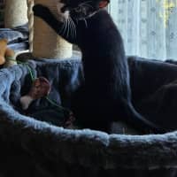 Photo of Zorro * 9 Lives Project Rescue*