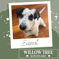 Photo of Everest