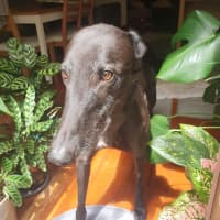 Photo of Mika The Greyhound
