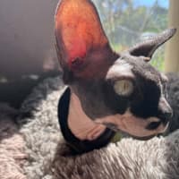 Photo of Rogue