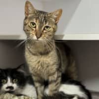 Photo of Clover