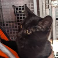 Photo of Mushroom Magee