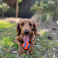 Photo of Crumpet