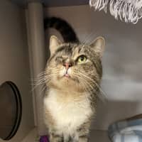 Photo of Tommy