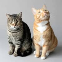 Photo of Kimchi & Bruno