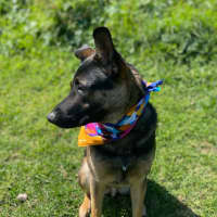 Photo of Jaeger   1 Year Old German Shepherd (Trial)